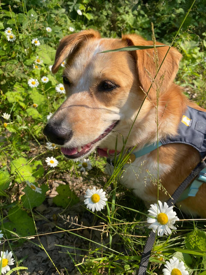 Lily